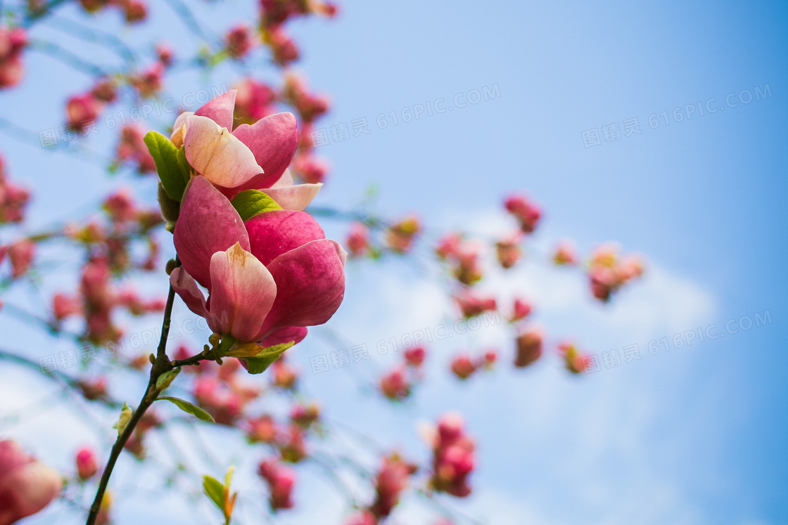 春天樹開花圖片