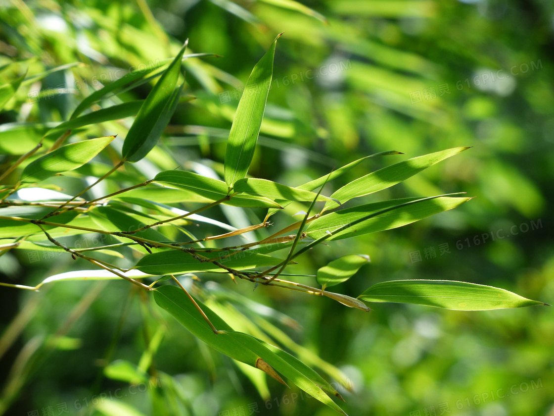 申威药业供应淡竹叶_中药材天地网