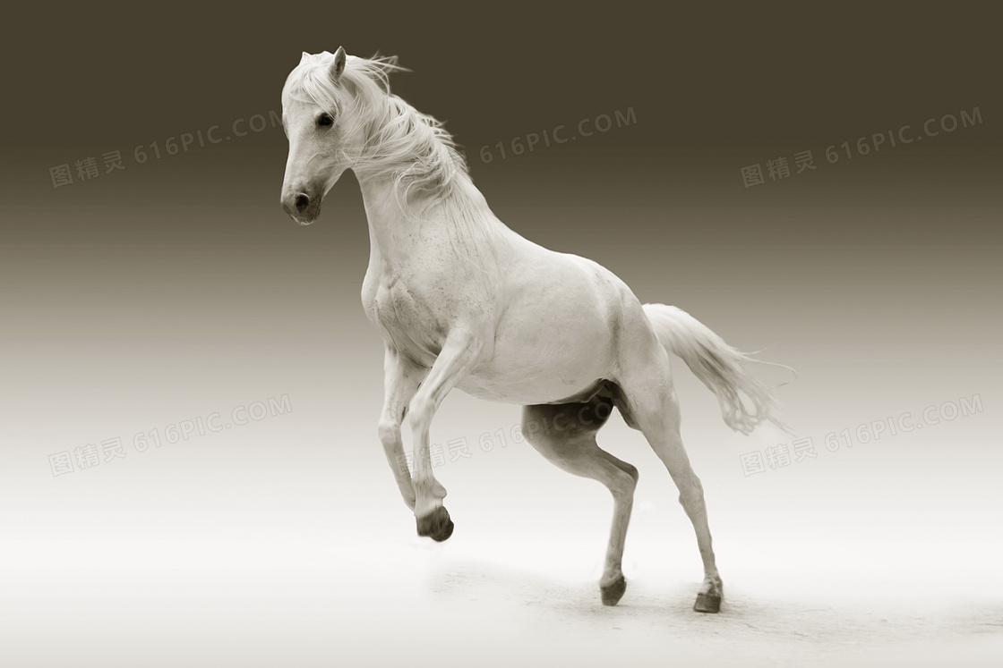 大千 白馬圖 白马白马大全jpg图片免费下载_编号153h89dyz_图精灵