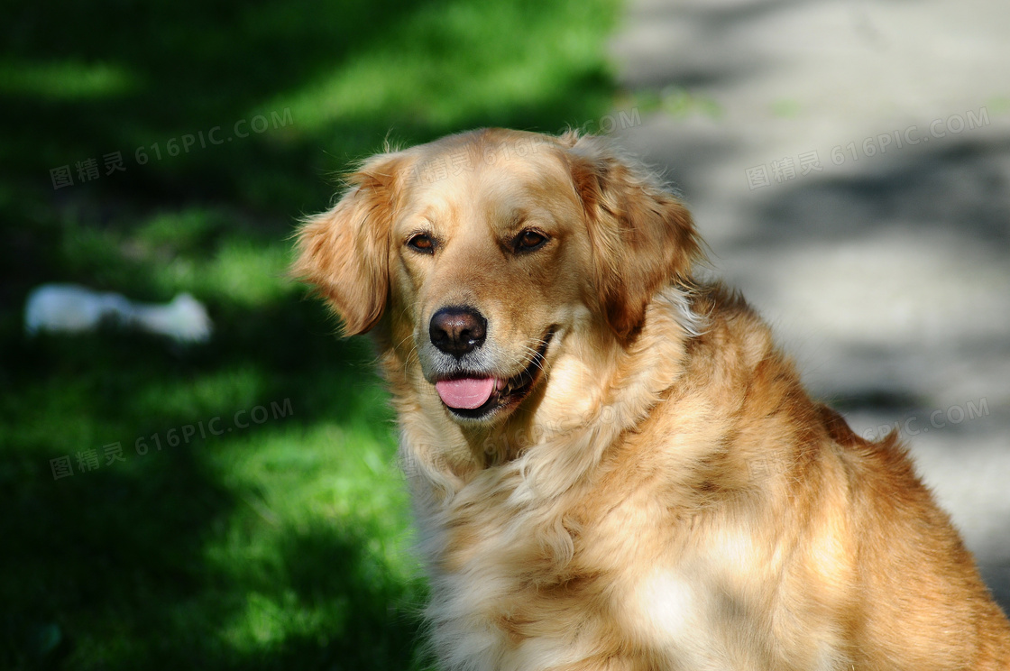 大金毛犬图片