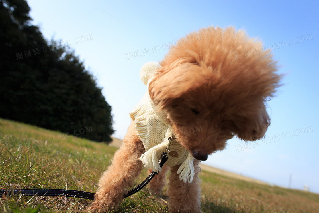 迷你贵宾犬图片