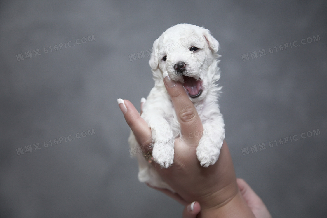 白色幼犬图片