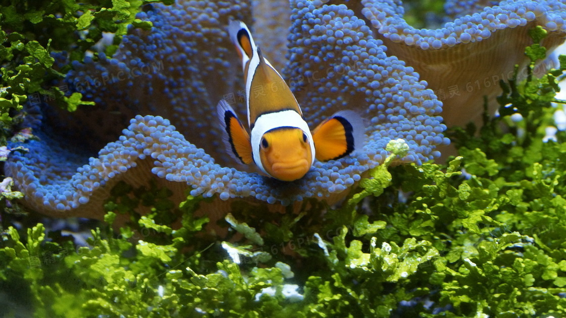 水族馆小丑鱼图片