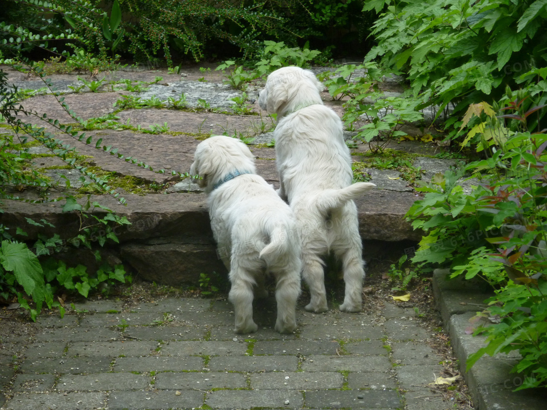 狼犬有哪些品种，狼犬都有哪些种类