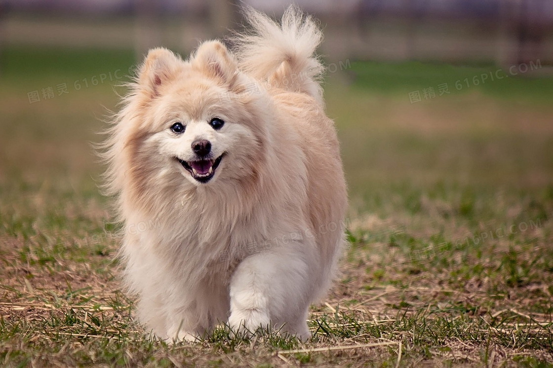 可愛博美犬圖片