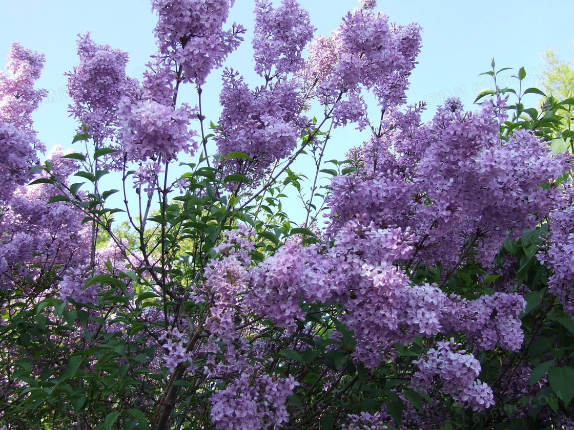 あかねさす紫の花图片