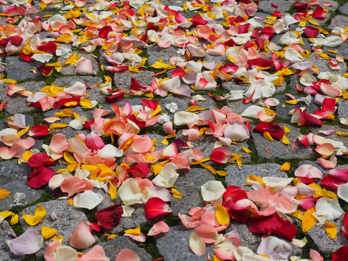 地上被风吹起来的花瓣高清图片下载-正版图片500377617-摄图网