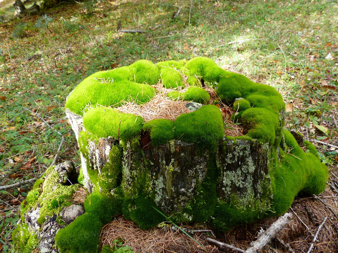 苔藓的种类与辨别图片图片