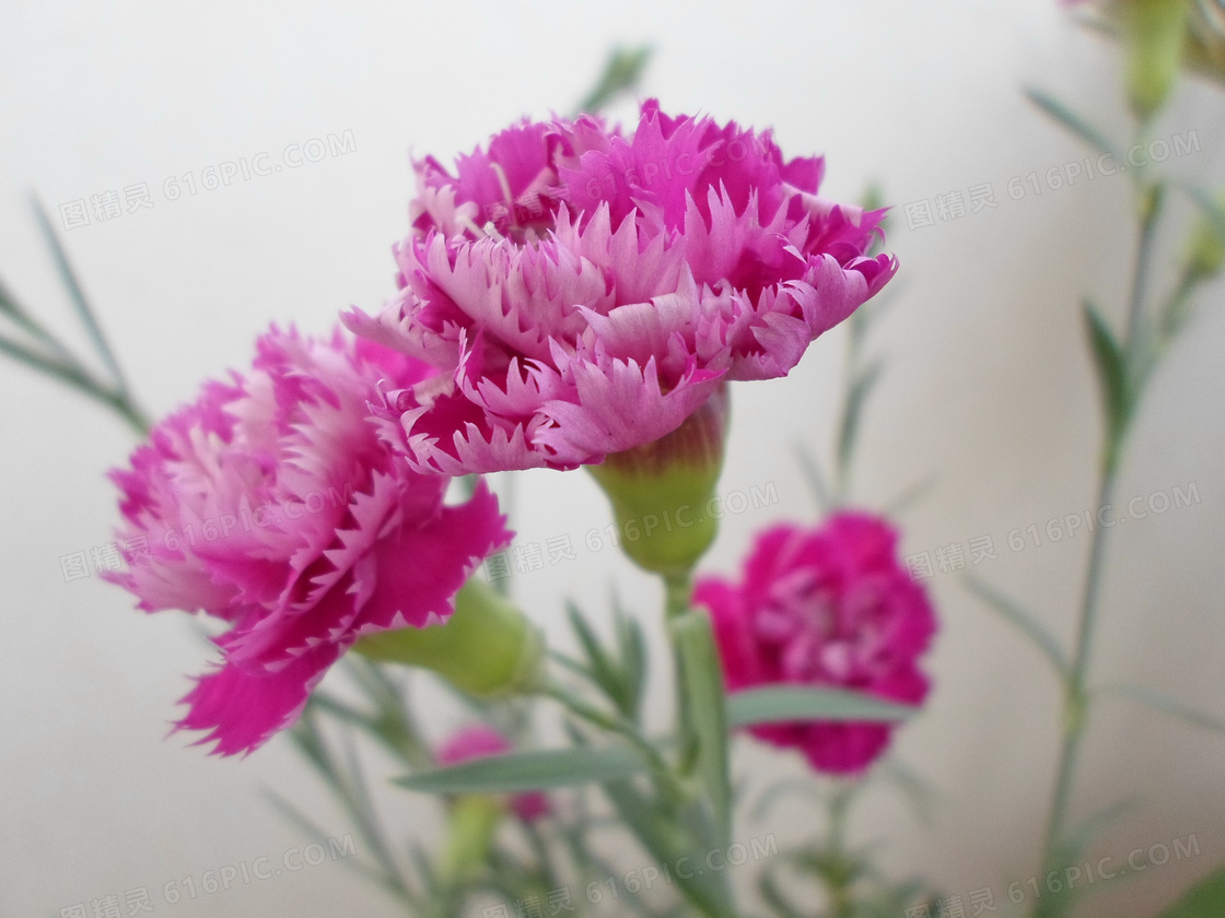 康乃馨 花 植物 - Pixabay上的免费照片 - Pixabay