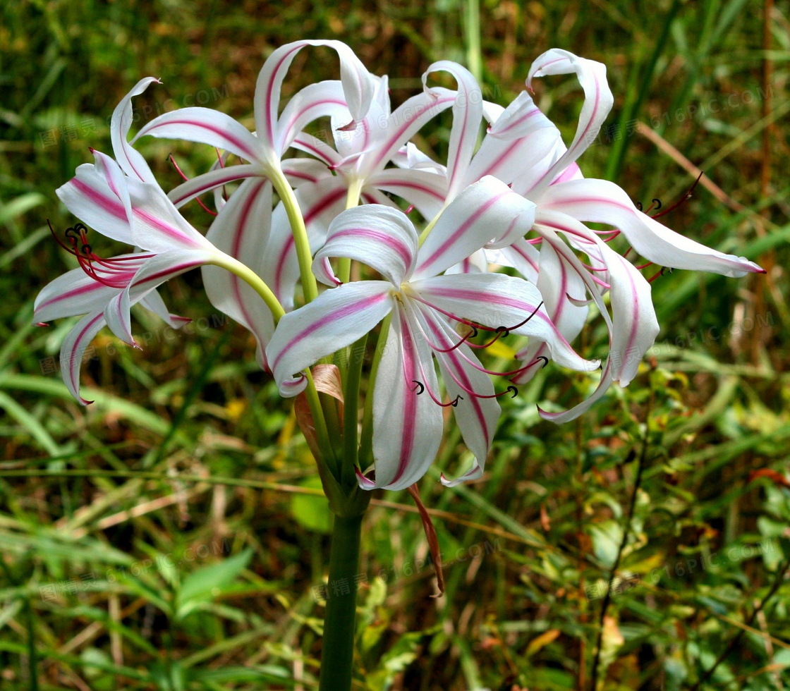 植物百合花圖片