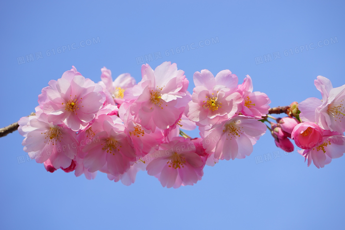 美丽的樱花图片