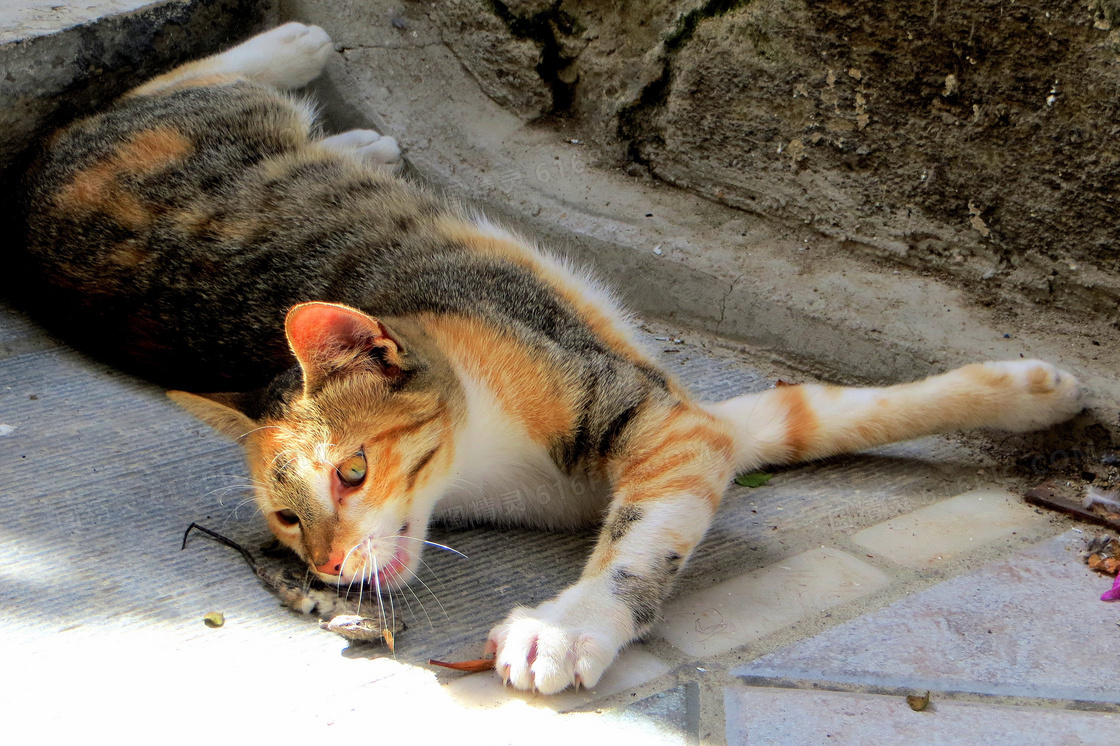 猫抓老鼠图片