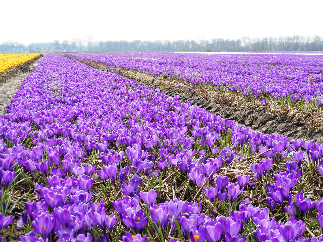 春回大地百花盛开的小清新鲜花风景壁纸|小清新|春花|百花_新浪新闻