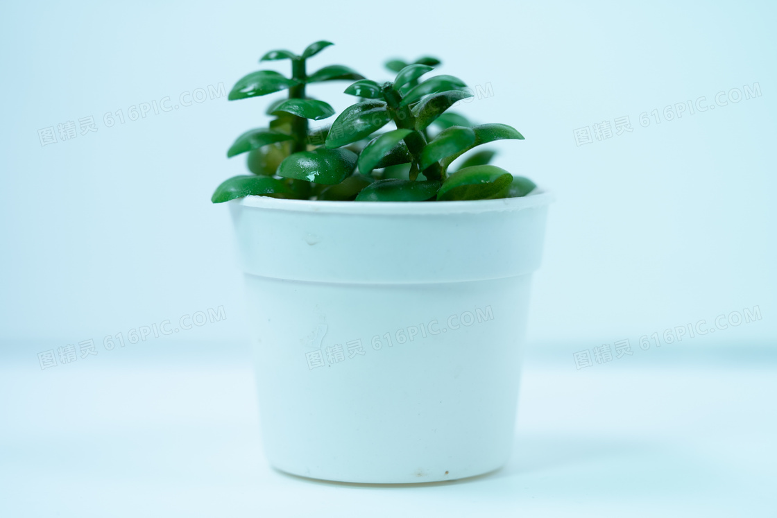 绿色装饰盆栽植物图片