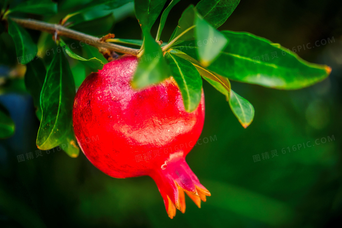 红色水果石榴图片