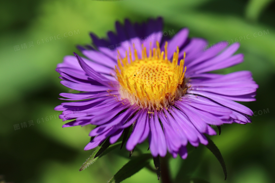 翠菊花朵特写图片