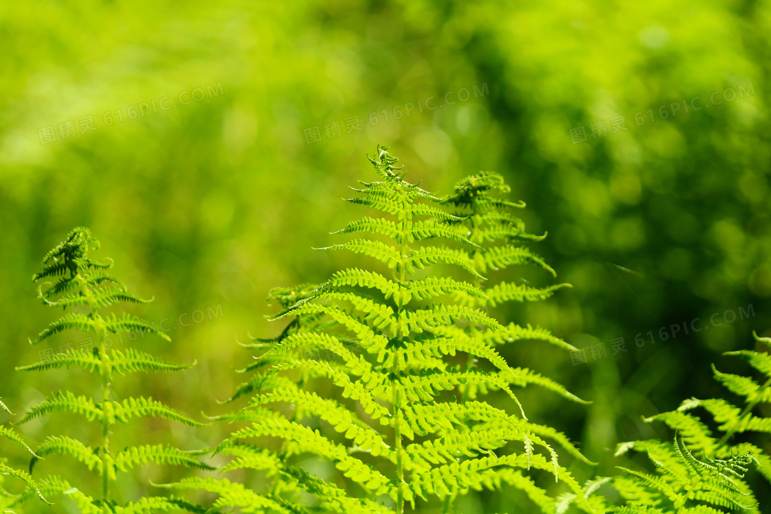 绿色蕨类植物素材图片