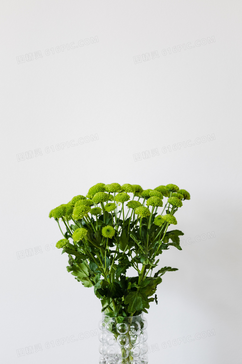 水培绿菊花图片