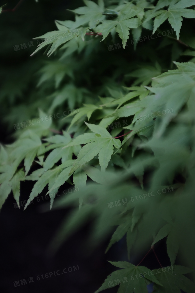 绿色枫树叶子图片