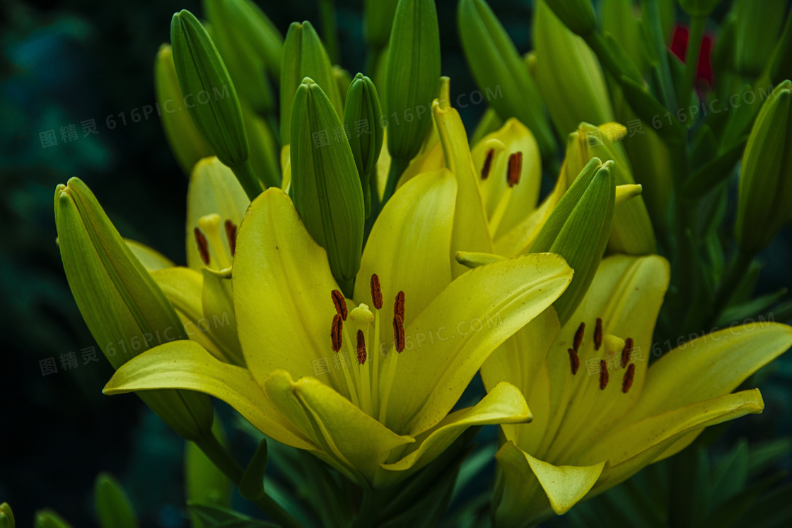 黄色百合花朵绽放图片