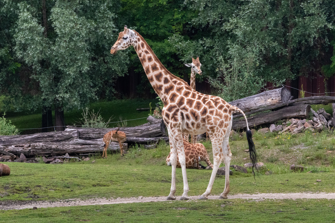 觀賞動物園長頸鹿圖片