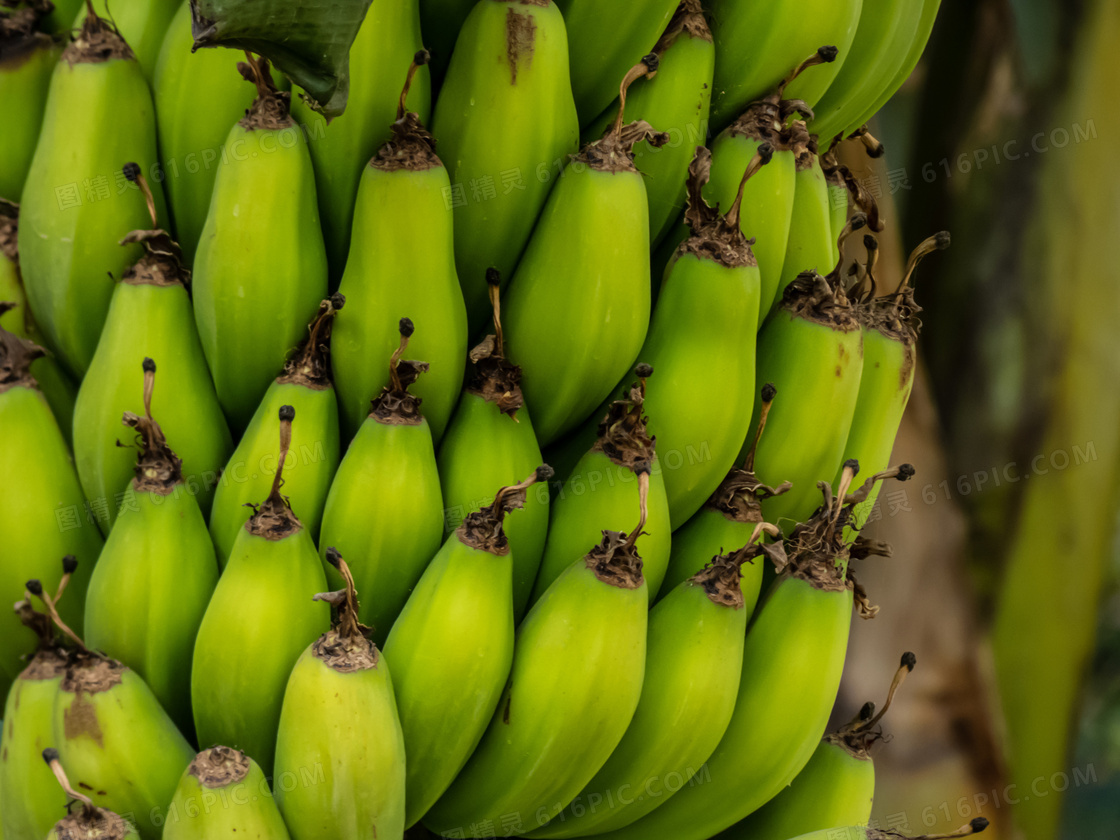 香蕉 绿色 水果 - Pixabay上的免费照片 - Pixabay