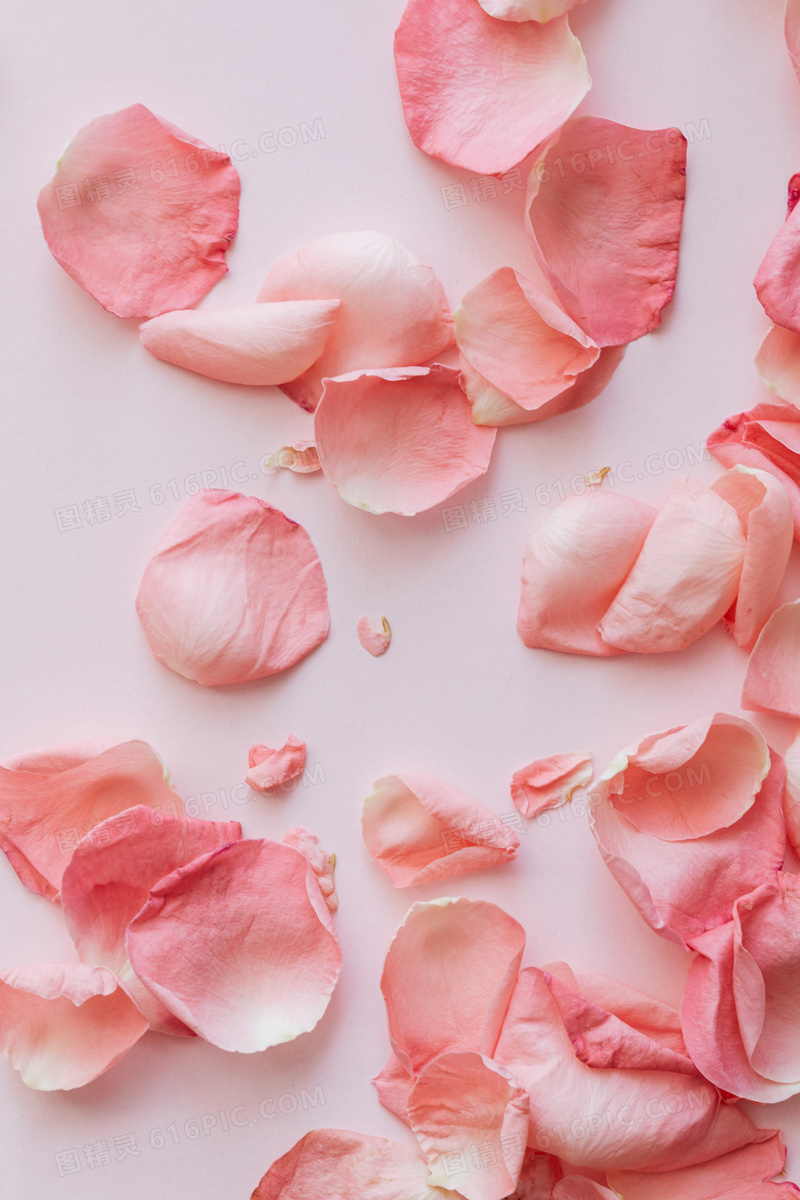 粉色玫瑰花花瓣背景图片