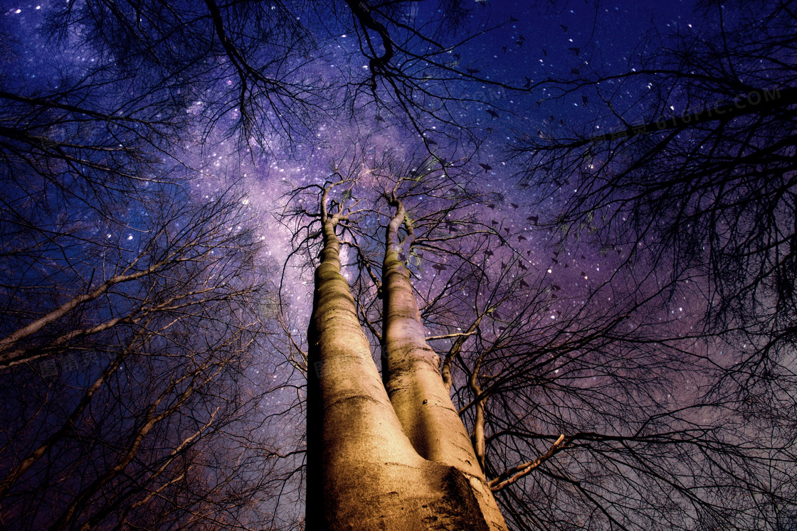 树林紫色星空图片