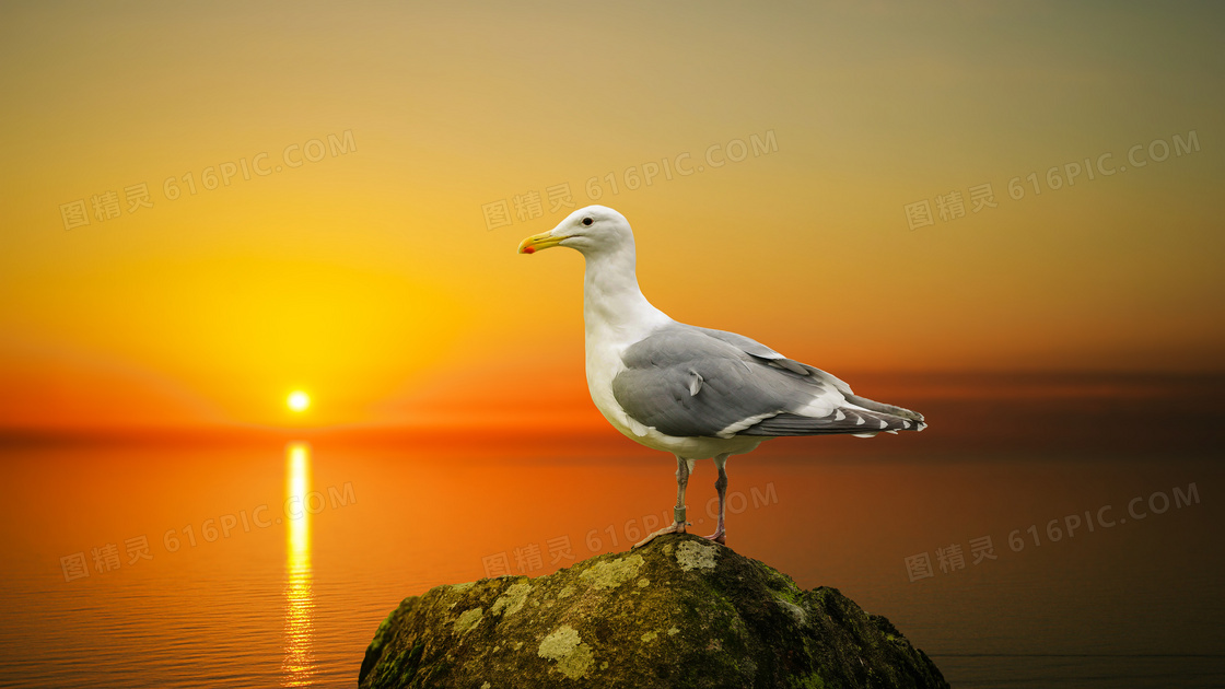 黄昏下的海鸥图片
