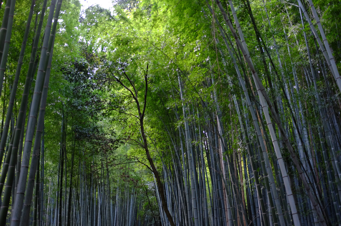 綠色竹林圖片風景