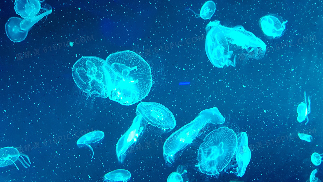 海底蓝色水母图片