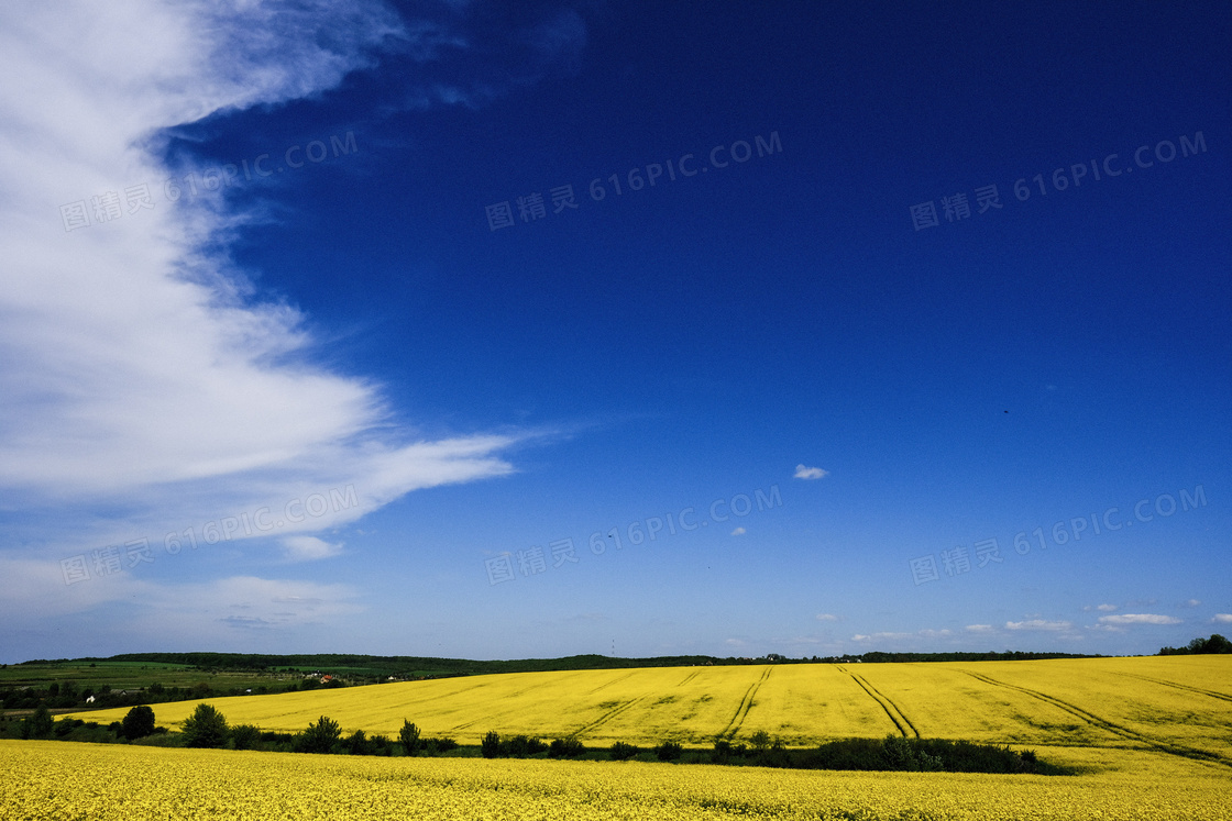 晴天油菜花风景图片