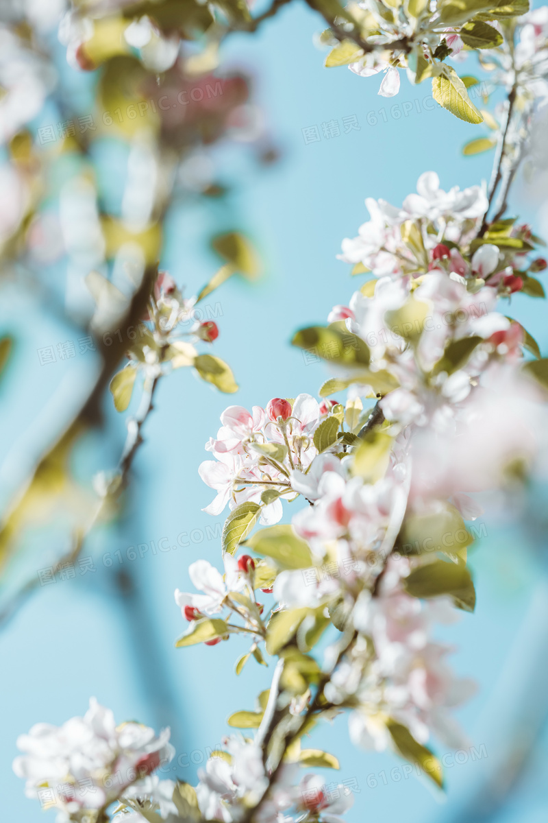 春天白色鲜花花朵图片 春天白色鲜花花朵图片大全