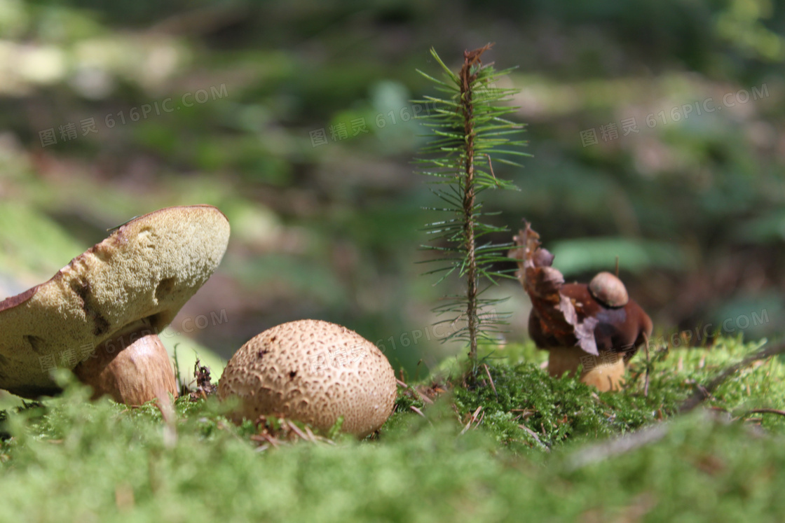 野生草地蘑菇图片 野生草地蘑菇图片大全