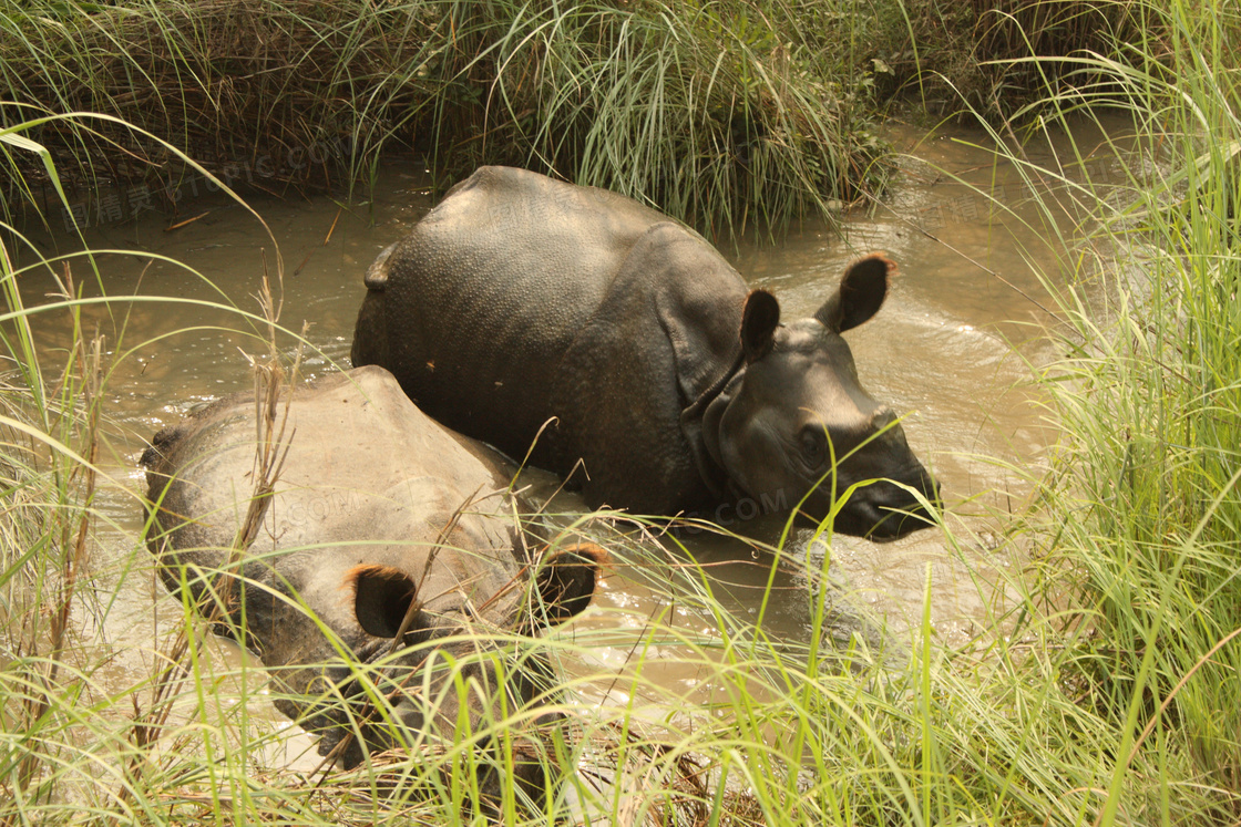 水中犀牛图片水中犀牛图片大全