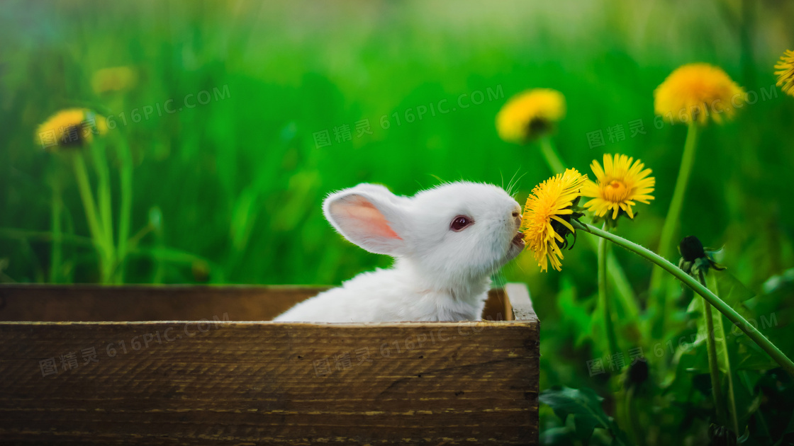 兔子闻花香图片