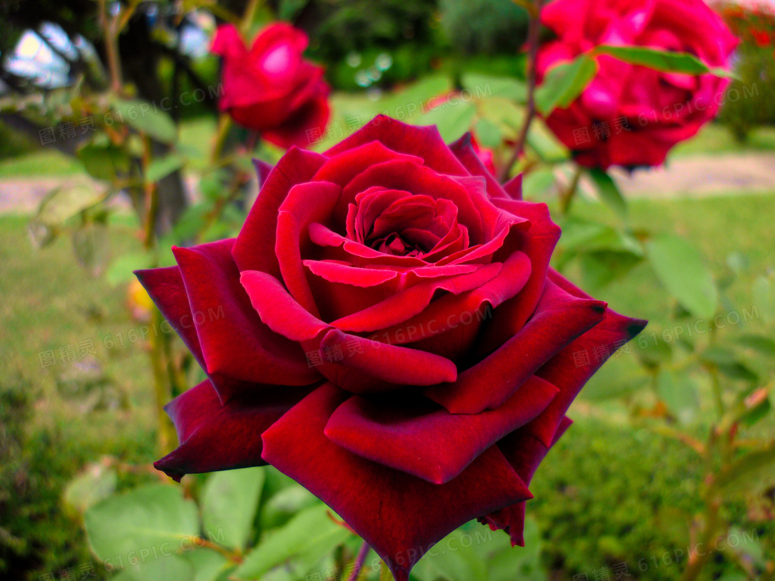 鲜艳红色玫瑰花图片 鲜艳红色玫瑰花图片大全