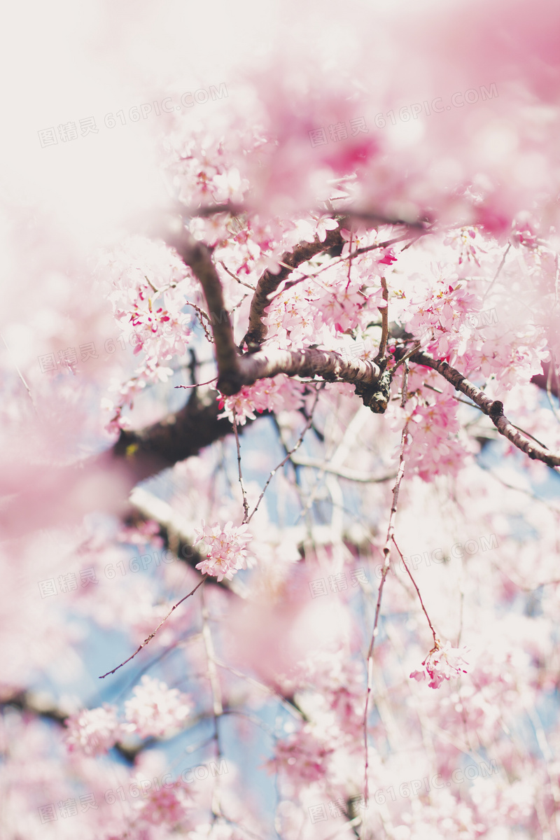 粉色樱花唯美风景图片