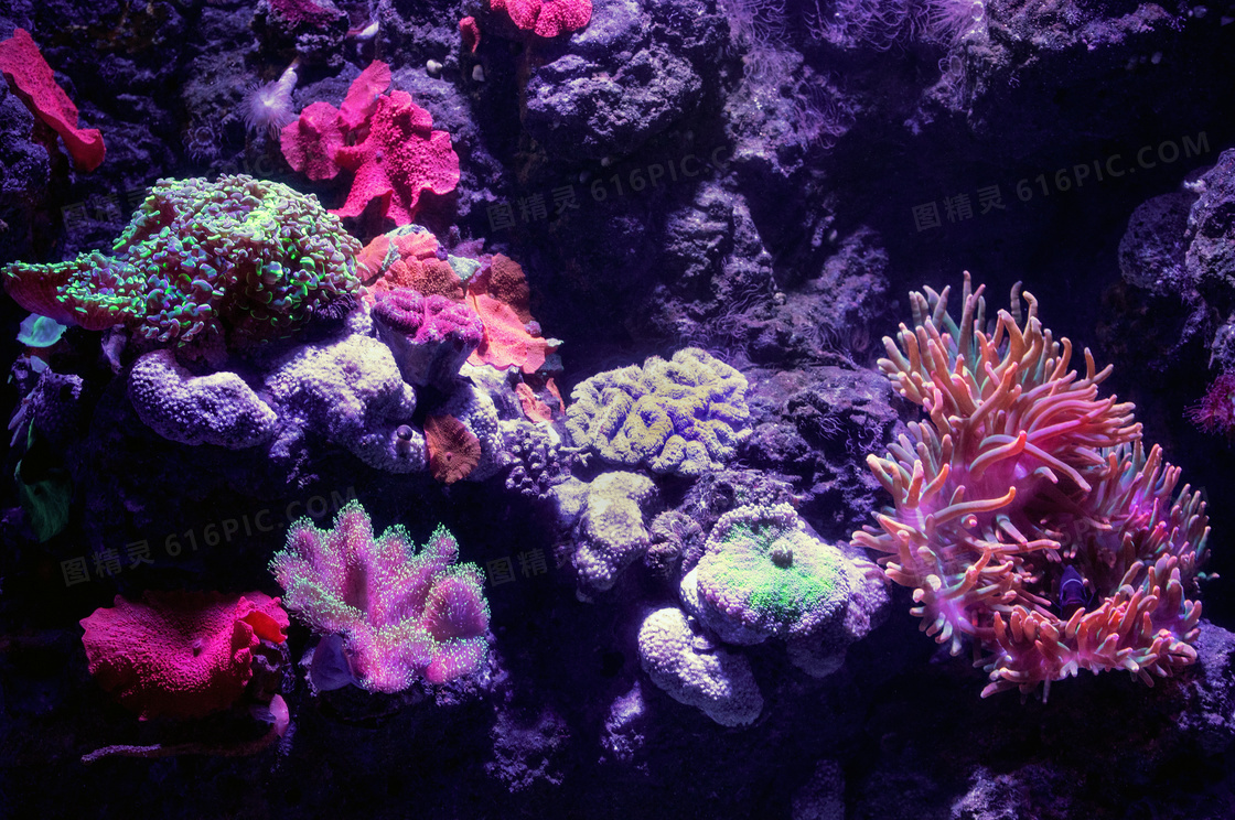 高清海底珊瑚图片