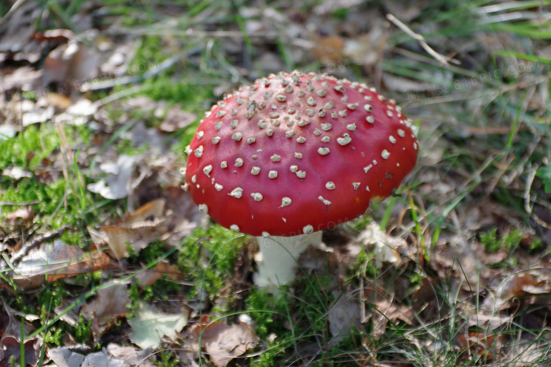 红色毒蕈菇图片