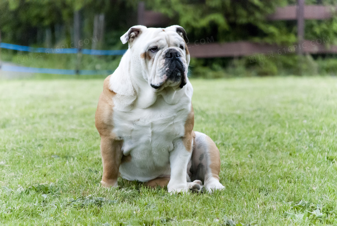 呆萌英国斗牛犬图片 呆萌英国斗牛犬图片大全