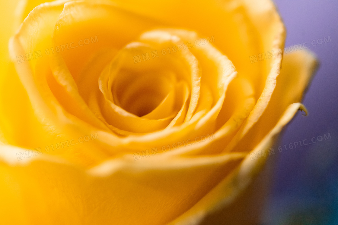 唯美微距黄色玫瑰花朵图片