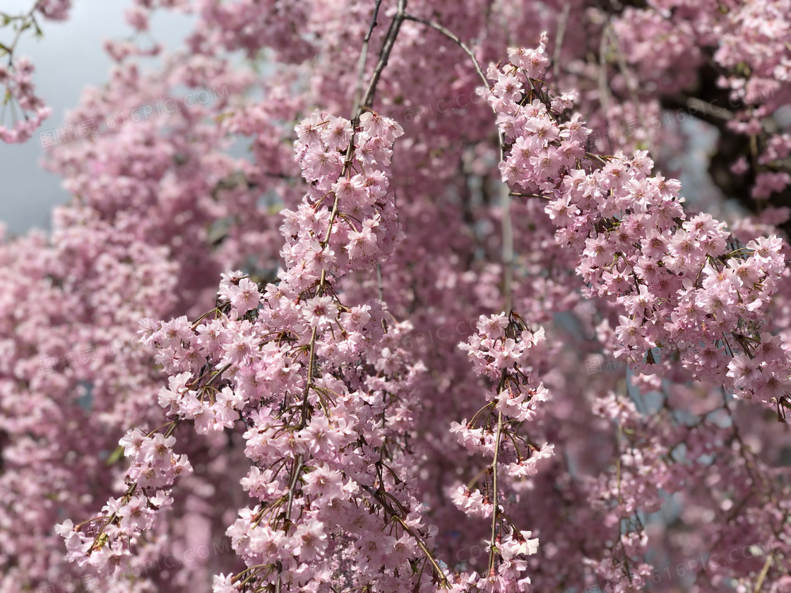 粉色樱花花朵图片 粉色樱花花朵图片大全