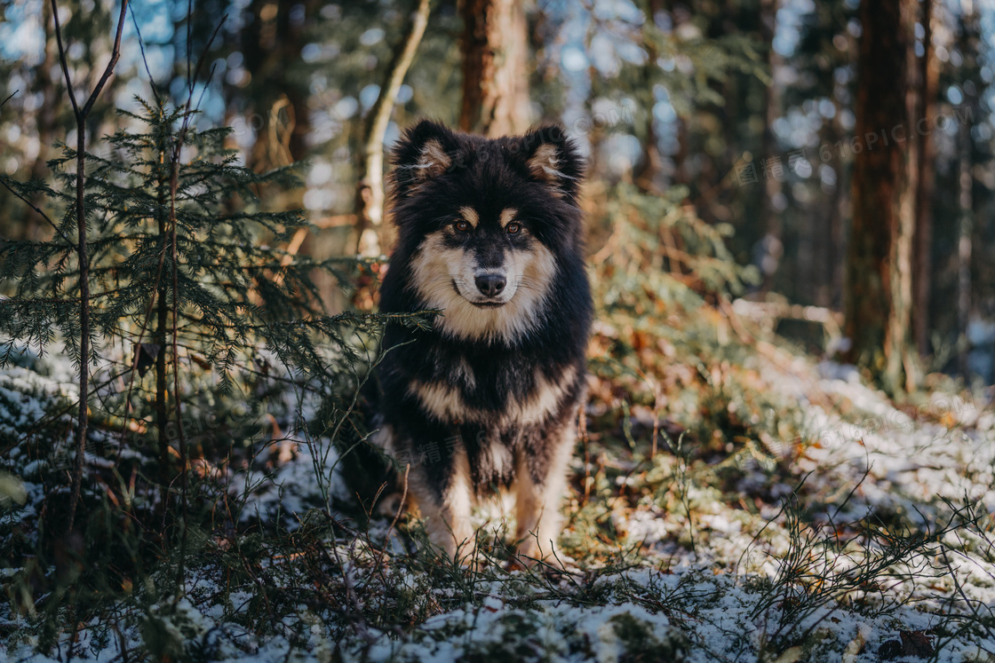 可爱柴犬串串狗图片