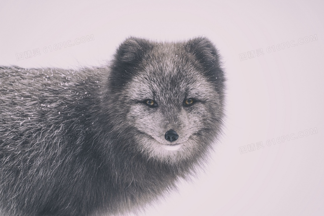 野生灰色狐狸图片