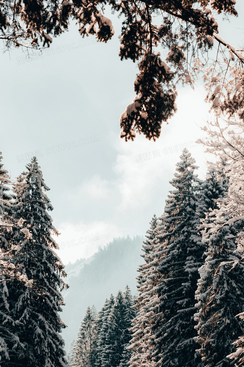 冬季雪松树木图片 冬季雪松树木图片大全
