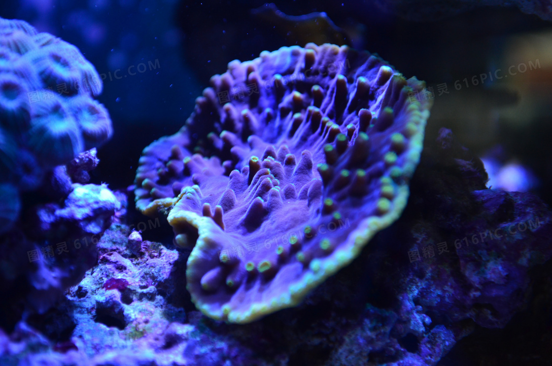 海底软珊瑚图片欣赏