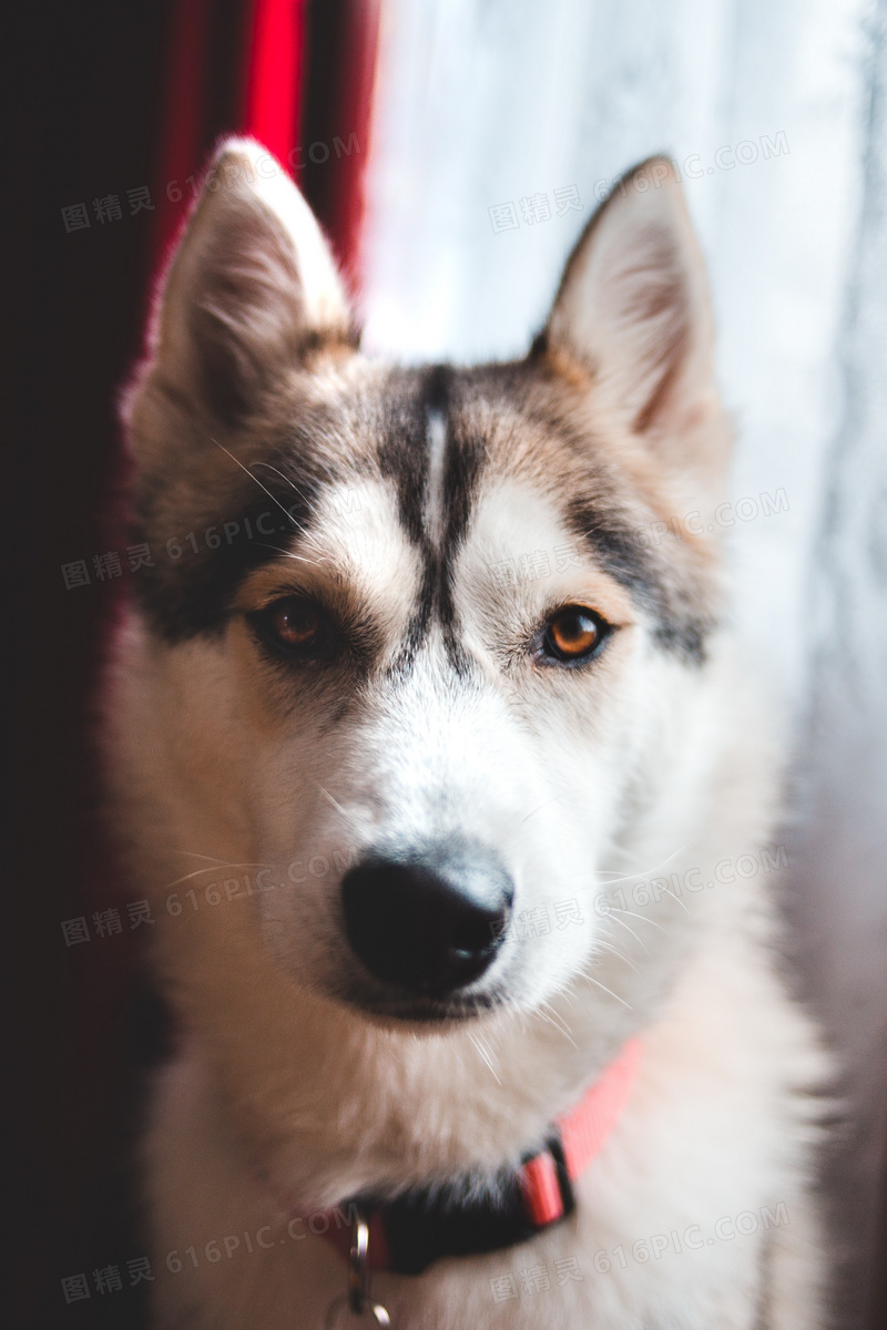 帅气哈士奇雪橇犬图片