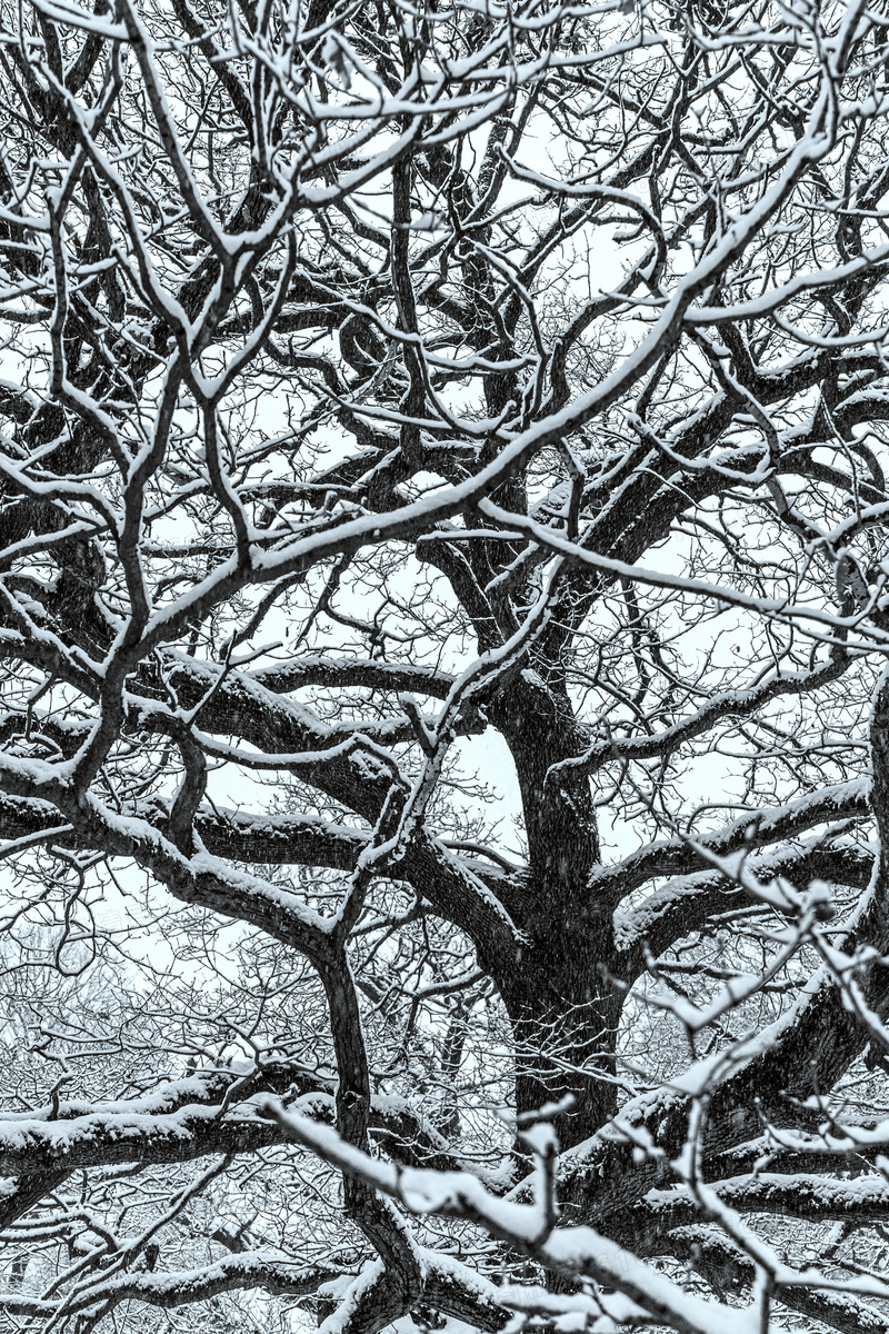 树木冬季雪景图片 树木冬季雪景图片大全