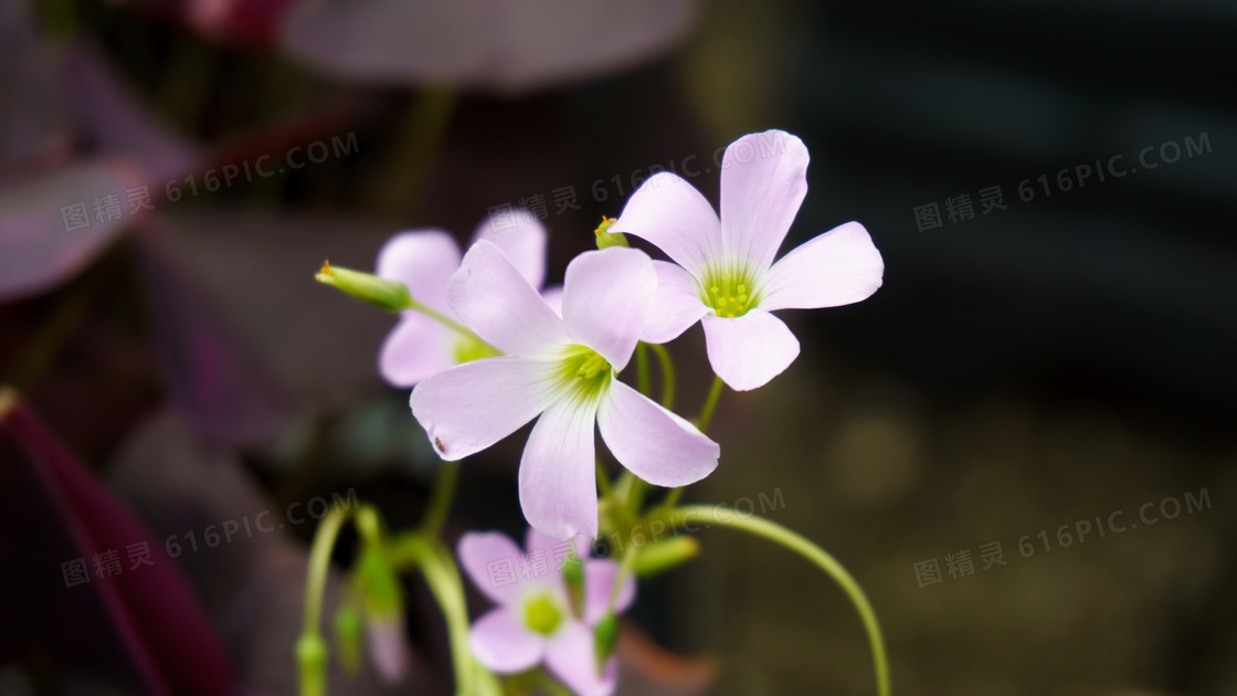 红花酢浆草图片 红花酢浆草图片大全